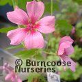 ANISODONTEA 'El Rayo'  