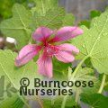 ANISODONTEA 'El Rayo'  