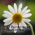 ANTHEMIS cupaniana  