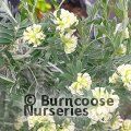 ANTHYLLIS   