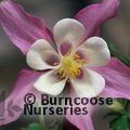 AQUILEGIA   