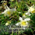 AQUILEGIA 'Silver Queen'  