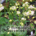 AQUILEGIA vulgaris 'Greenapples' 