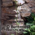 View image AQUILEGIA