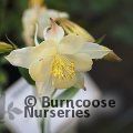 AQUILEGIA 'White Star'  