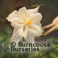 AQUILEGIA 'White Star'  