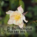AQUILEGIA 'White Star'  