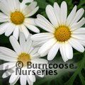 ARGYRANTHEMUM frutescens 'Polly' 