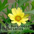 ARGYRANTHEMUM frutescens 'Vanilla Latte' 