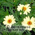 ARGYRANTHEMUM frutescens 'Vanilla Latte' 