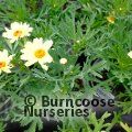 ARGYRANTHEMUM frutescens 'Vanilla Latte' 