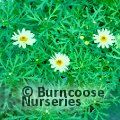 ARGYRANTHEMUM frutescens 'Vanilla Latte' 