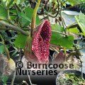 Small image of ARISTOLOCHIA