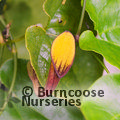 ARISTOLOCHIA   