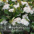 ARONIA   