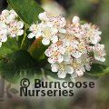 ARONIA x prunifolia 'Nero' 