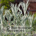 View image ARTEMISIA ludoviciana 'Silver Queen'