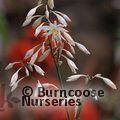 ARTHROPODIUM cirratum 'Matapouri Bay 