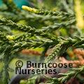 ATHROTAXIS cupressoides  