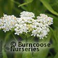 Small image of ASCLEPIAS