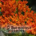 Small image of ASCLEPIAS