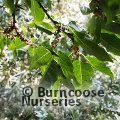 ASIMINA triloba  