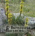 ASPHODELINE lutea  