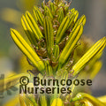 Small image of ASPHODELINE