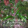 HARDY FERNS Asplenium scolopendrium 