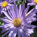 ASTER frikartii 'Monch'   