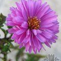 Small image of ASTER