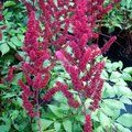 ASTILBE 'Fanal'  