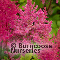 ASTILBE 'Federsee'  