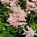 Small image of ASTILBE