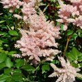 ASTILBE 'Peach Blossom'  