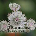 ASTRANTIA   