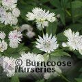 ASTRANTIA major 'Alba' 