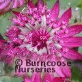 ASTRANTIA major 'Midnight Owl' 