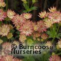 ASTRANTIA 'Roma'  