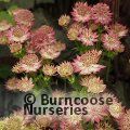 ASTRANTIA 'Roma'  