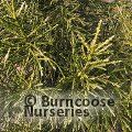 ATHROTAXIS cupressoides  