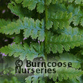 HARDY FERNS Athyrium filix-femina  