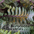 HARDY FERNS Athyrium niponicum var. pictum 'Silver Falls'