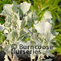 Small image of ATRIPLEX