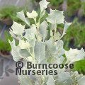 ATRIPLEX nummularia 'Silver Holly' 