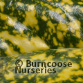 AUCUBA japonica 'Crotonifolia' 