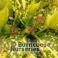 AUCUBA japonica 'Golden King' 