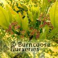 AUCUBA japonica 'Golden King' 