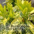 AUCUBA japonica 'Golden King' 