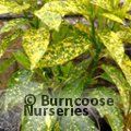 AUCUBA japonica 'Golden King' 